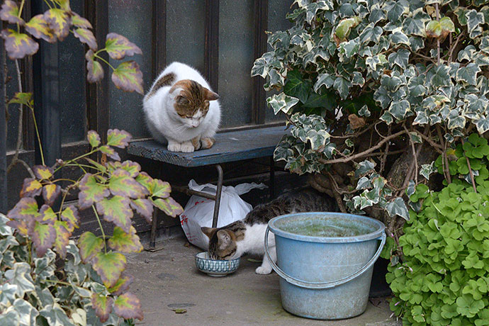 街のねこたち
