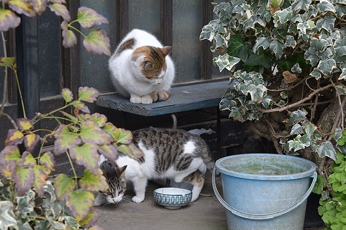 街のねこたち