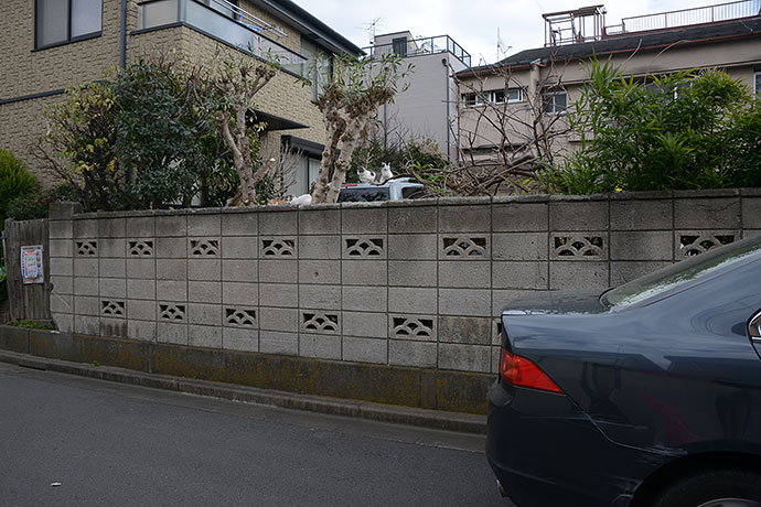 街のねこたち