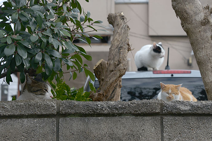 街のねこたち