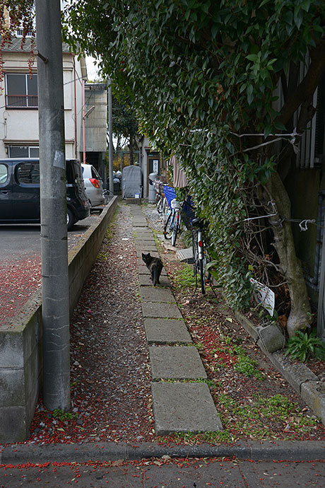 街のねこたち