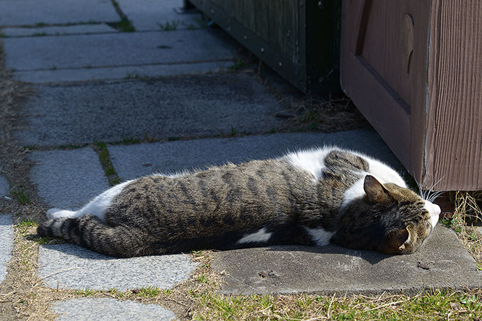 街のねこたち
