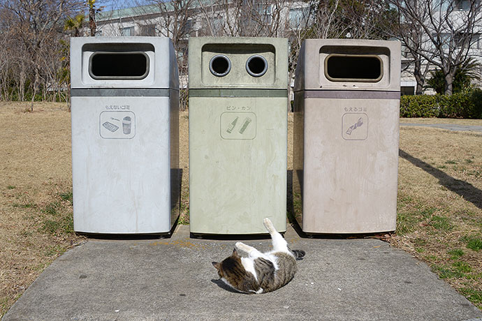街のねこたち
