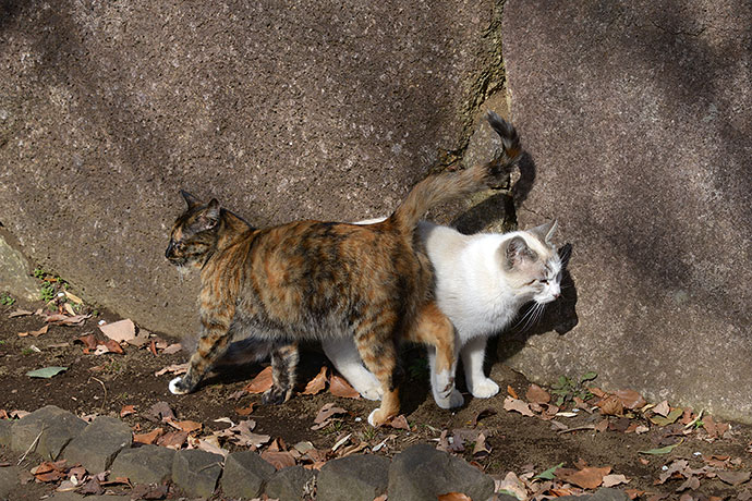街のねこたち