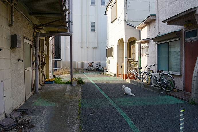 街のねこたち