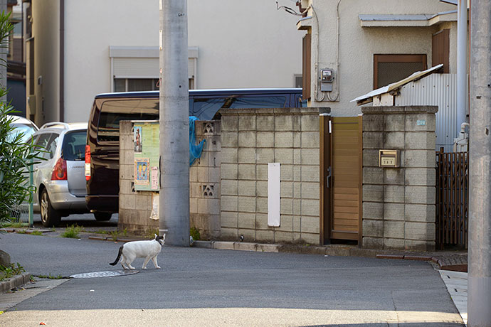 街のねこたち