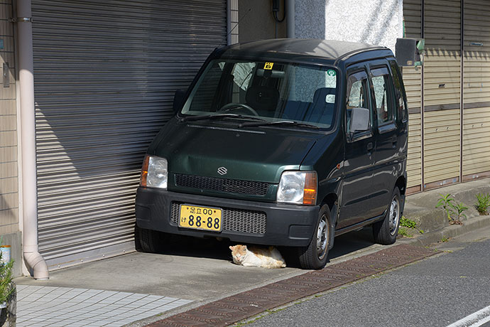街のねこたち