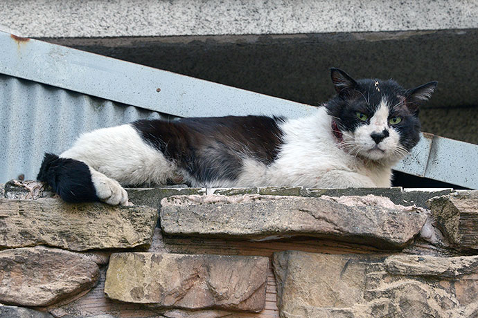 街のねこたち