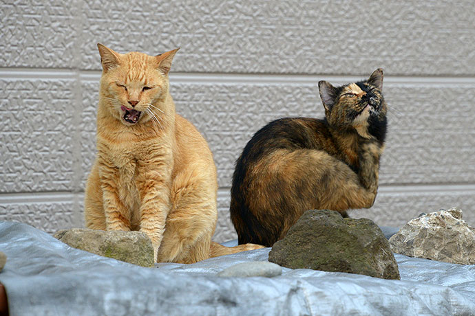 街のねこたち