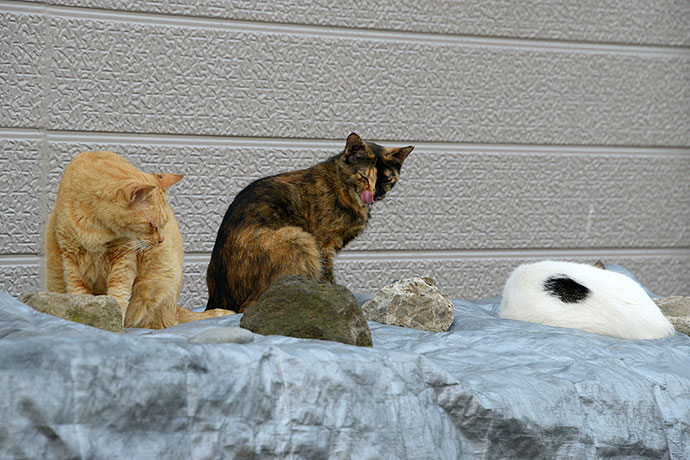 街のねこたち