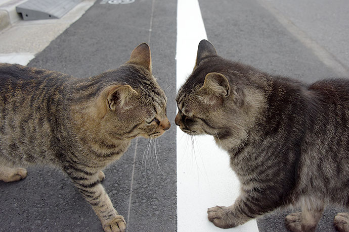 街のねこたち