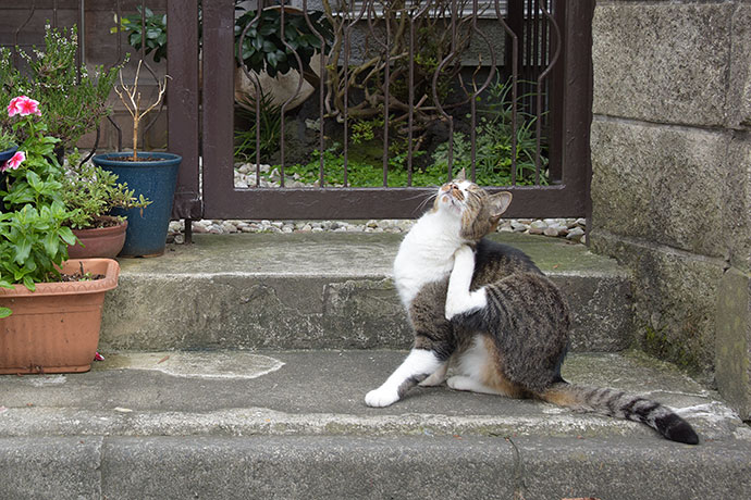 街のねこたち
