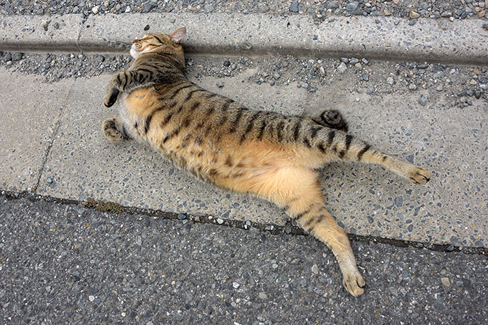 街のねこたち