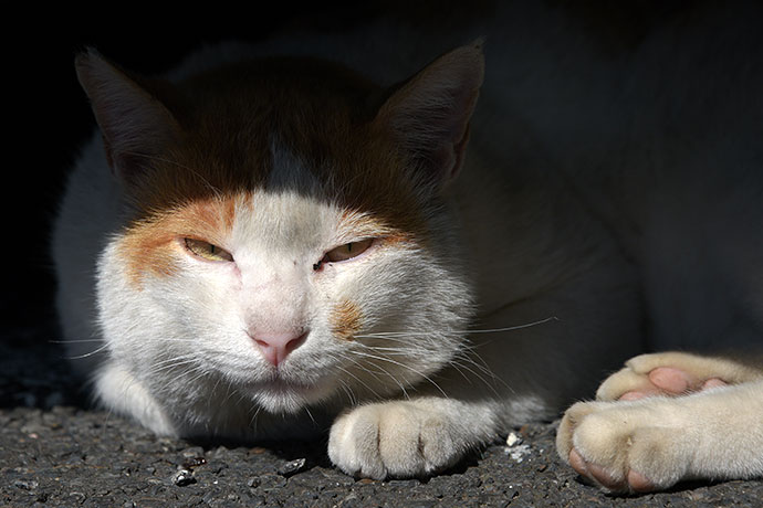 街のねこたち