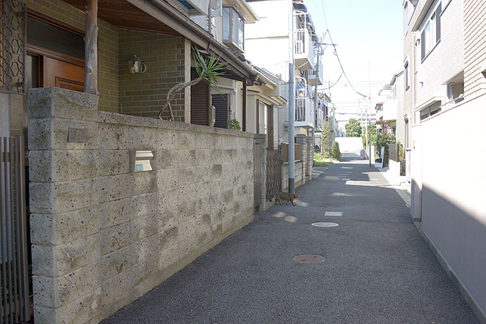 街のねこたち