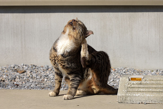 街のねこたち