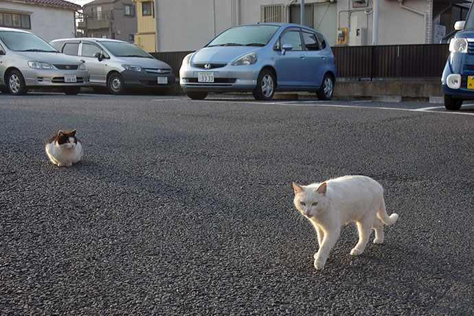 街のねこたち