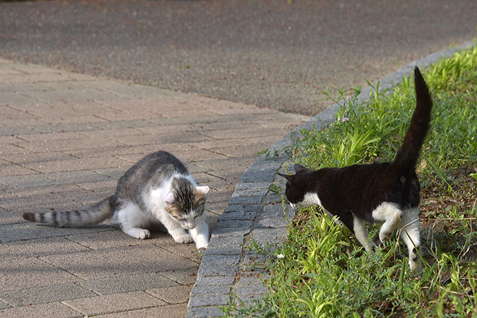 街のねこたち