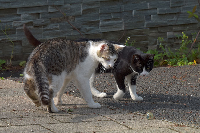 街のねこたち