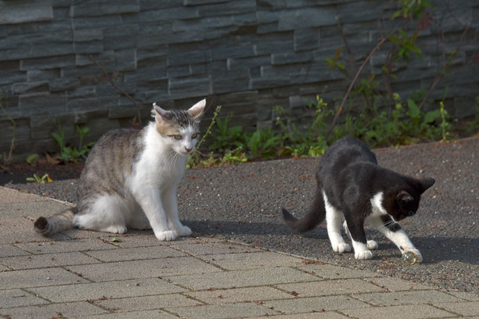 街のねこたち