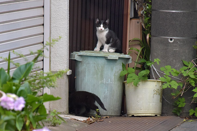 街のねこたち