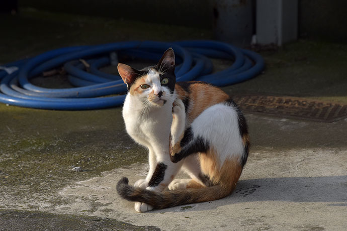街のねこたち