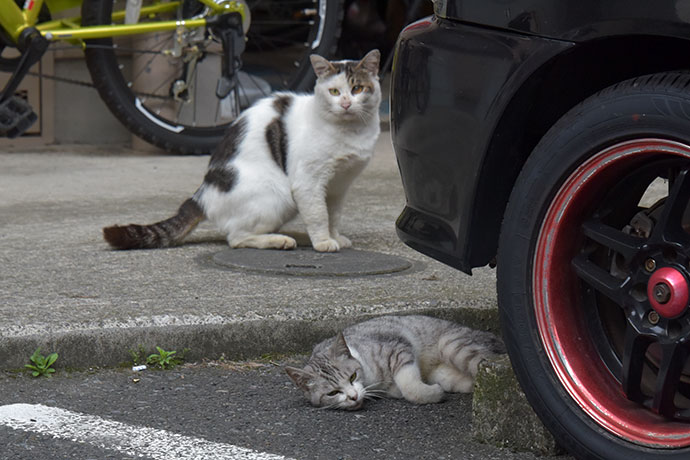 街のねこたち