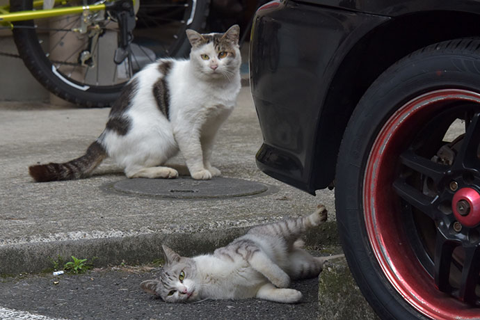 街のねこたち