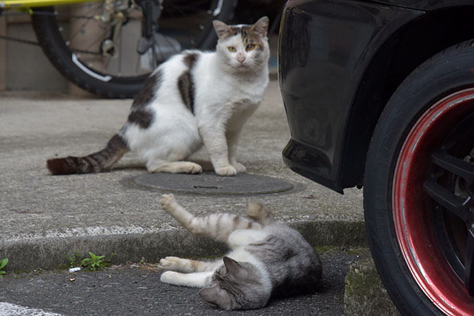 街のねこたち