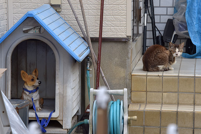 街のねこたち