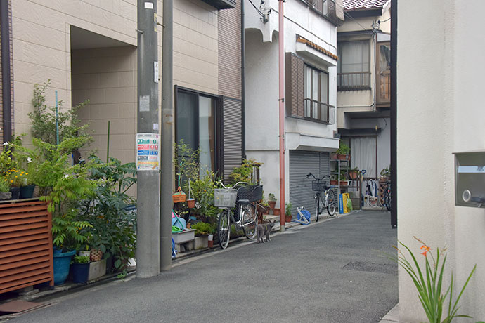 街のねこたち