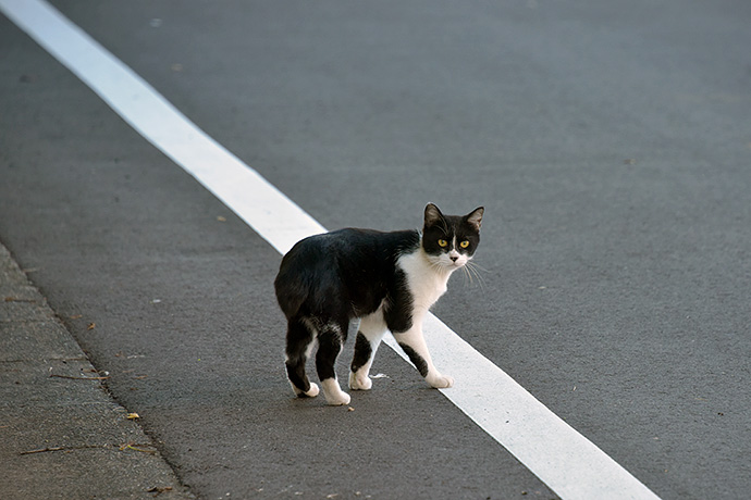街のねこたち