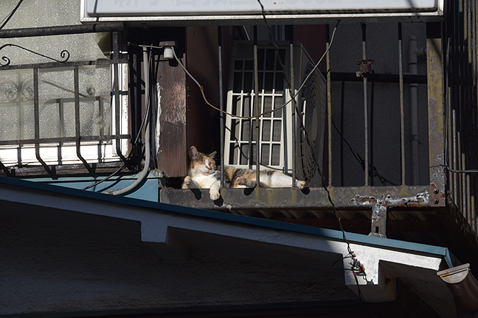 街のねこたち