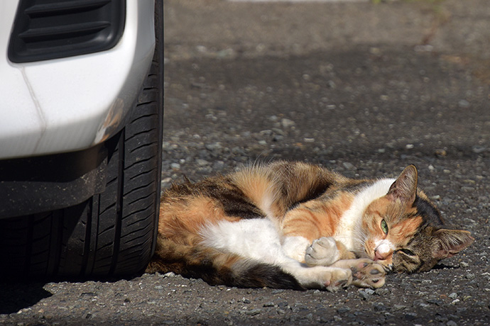 街のねこたち