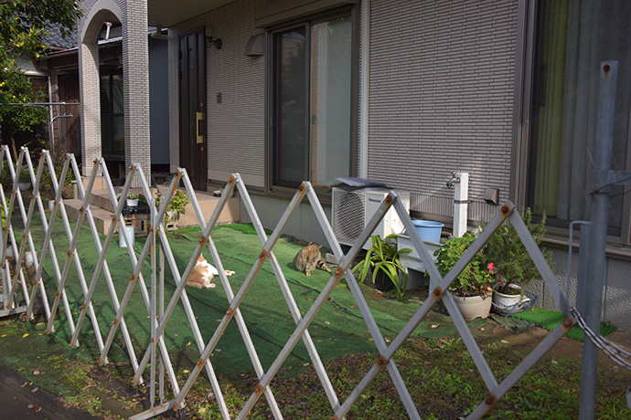 街のねこたち