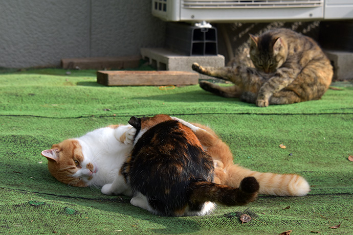 街のねこたち