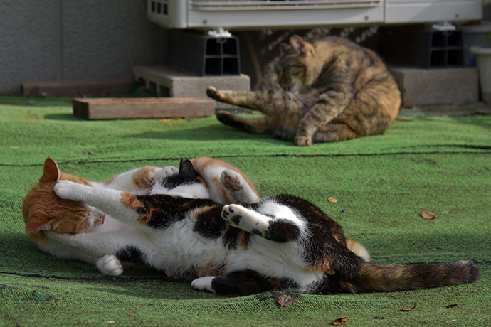 街のねこたち