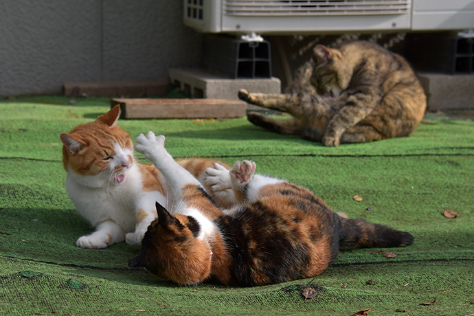 街のねこたち