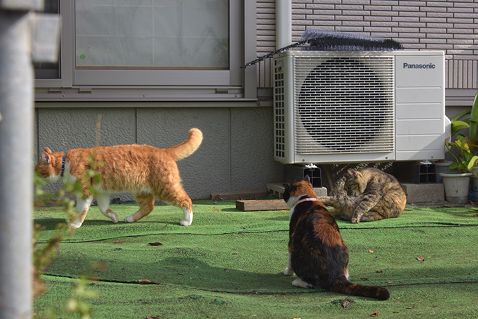街のねこたち