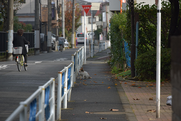 街のねこたち