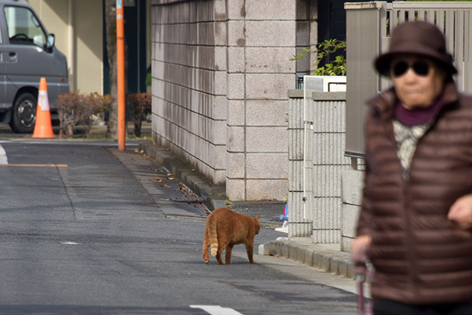 街のねこたち