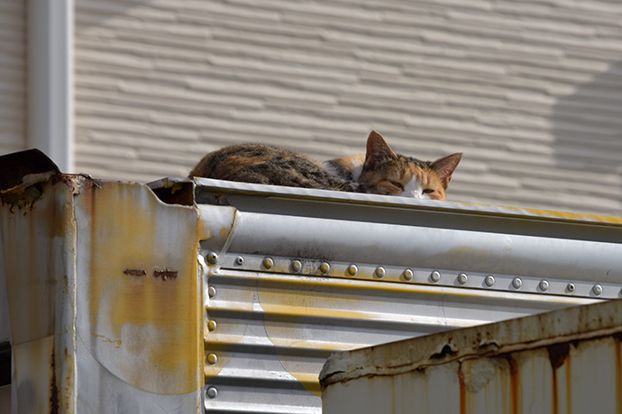 街のねこたち