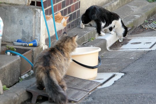 街のねこたち