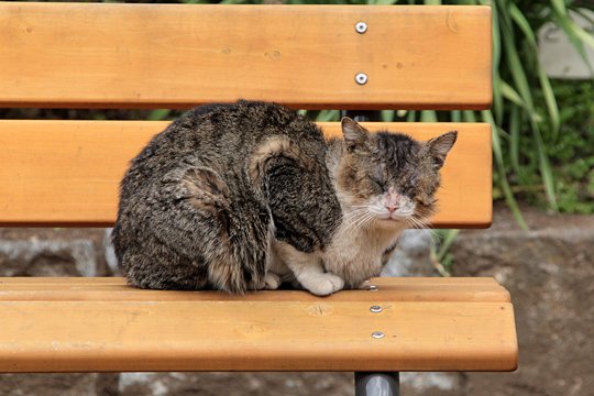 街のねこたち