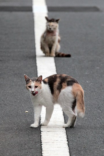 街のねこたち