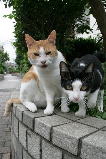 街のねこたち