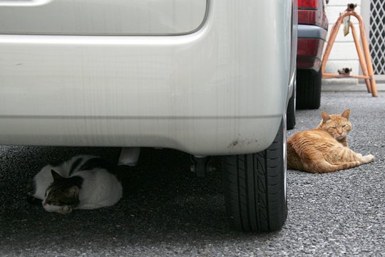 街のねこたち