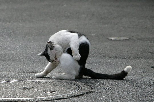 街のねこたち
