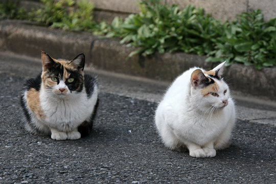 街のねこたち
