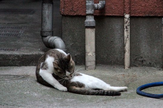 街のねこたち